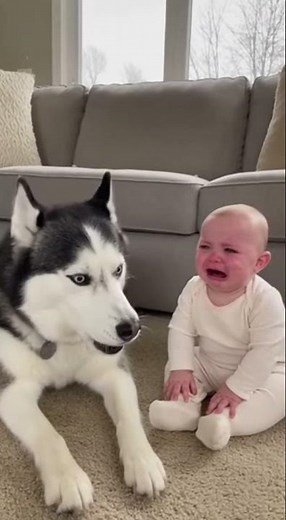 Husky Tries to Calm Crying Baby… Then This Happens 😂