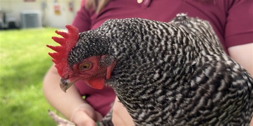 Sarasota County launches its annual war on mosquitoes