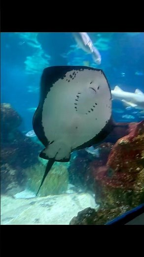L’ aquarium Barcelona - acuario de Barcelona