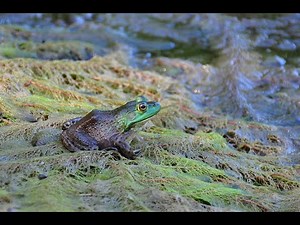American bullfrog call