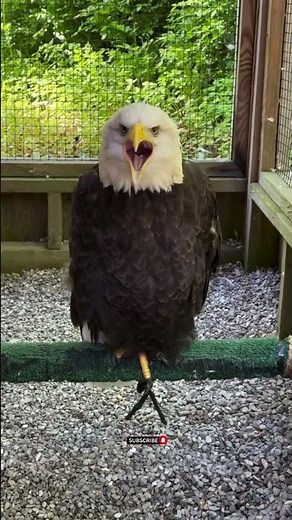 Beautiful Bald Eagle Voice #birds #eagle