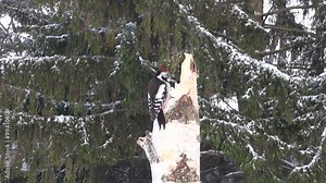 Middle spotted woodpecker and Eurasian jay on a birch stump bird feeder