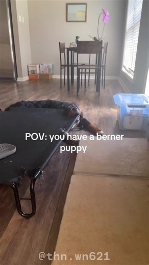 Life with a Bernese Mountain Dog: Fluffy and Adorable!