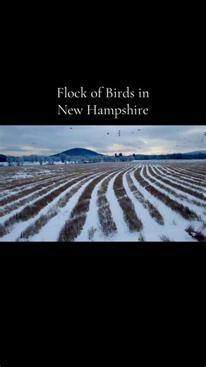I was far away from this field when I flew my drone into it, but it was so neat seeing all the birds there. So even though the quality is a bit poor, I decided to keep it anyway. To me drone photography is about perspective and making special moments from that unique perspective. This was special for me even though the footage isn’t top notch. I hope you enjoy. 😁 #fyp #drone #dji #nature #newhampshire