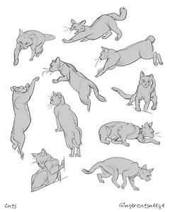 The Best 28 Holding Cat Pose Reference