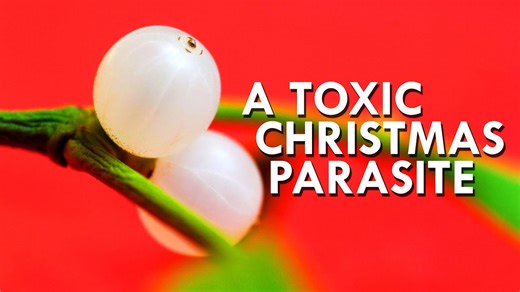 Mistletoe Exposed – Nature’s Toxic, Parasitic Plant