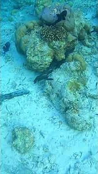 How Do Fish See the Ocean’s Surface?