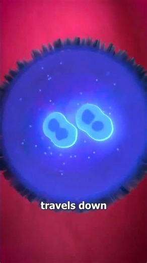 How the Zygote is formed🤔 Do Subscribe -BioBites #medicaleducation