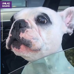 175K views · 2.3K shares | This dog singing opera is hilarious  Walter Geoffrey the Frenchie | UNILAD Sound | Facebook