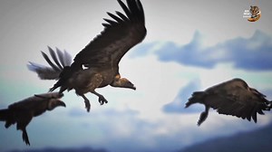 vultures 🦅 wild life. #reels #wildanimalsextra #wildanimalshorts #hindi #wildlife #wildanimals | Wild Animals HD