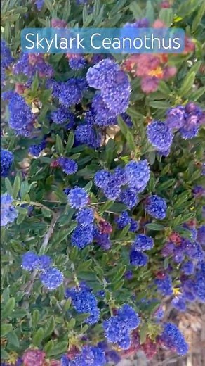 Skylark Ceanothus