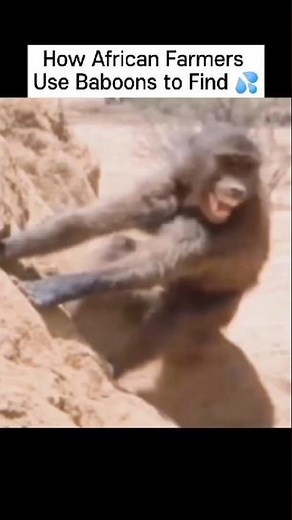 How African Farmers Use Baboons to Find Water