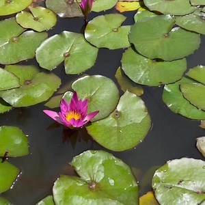 Ruby tropical water lily! Come check out all of the beautiful water...