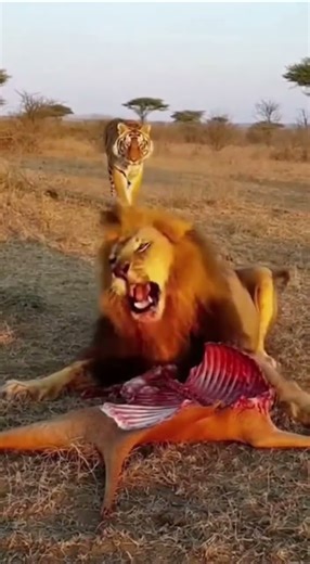 Monkeys rescue rabbits from being bitten by fierce dogs #animals #rescue #wildlife