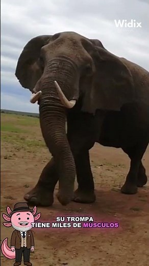 🐘 The African Elephant: The Largest and Most Intelligent Land Animal