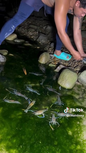 river shrimps 🦐#netfishing #handfishing #ruralfishing #fishing#catchingfish