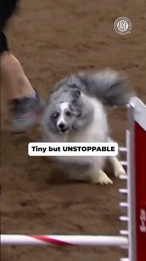 Tiny but UNSTOPPABLE