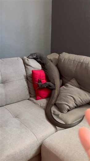 My Asian Water Monitor Lizard Acts Like A Dog, Look At Him! 😂🦎 #reptile #lizard #pet