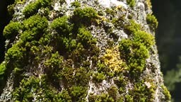 Moss on a tree trunk. Mossy lichen on tree bark,ecology,nature.