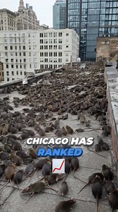 Top 3 most rat infested cities in the USA ratinfestation uscities ratproblems rodents philadelphia losangeles chicagorathole usa us LearnOnTikTok USATopRank | upinthespace
