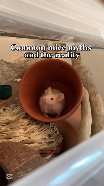 #fyp #mice #mouse #micecare #properpetcare #viral #fypp #pets #smallanimals #miceoftiktok #CapCut