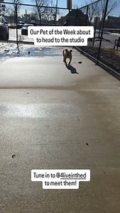 Michigan Humane on Reels | Facebook