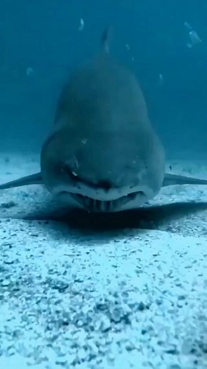 How cute??? . . . #shark #sharks #ocean #sharkweek #underwater #sharkdiving #savesharks #greatwhiteshark #fish #sharkconservation #sharklover #sharkattack | Underwater Landscape | Facebook