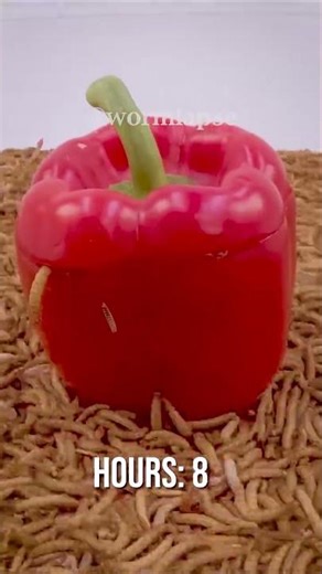🐛 Mealworms vs. Bell pepper 🫑#food #timelapse #Mealworms