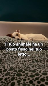 #fblifestyle | Labrador e Golden Retriever