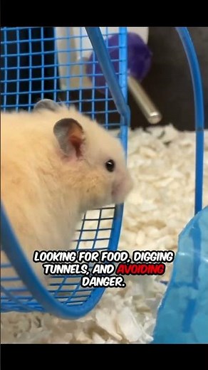 Why Do HAMSTERS Run on Wheels? 🐹🏃 | Fun Facts for Kids!