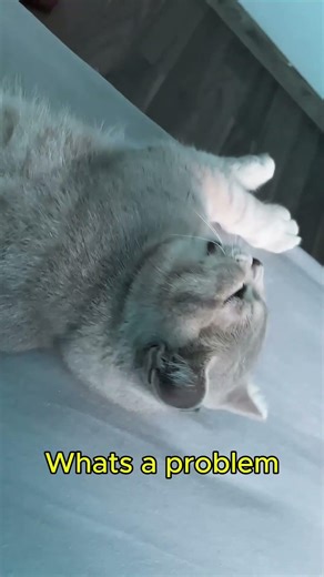 My grumpy cat wants to sleep all day again.😂 #cat #kitten #cute #short #meowing #cutecat #animals