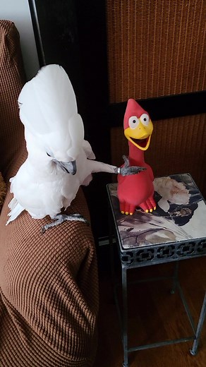 Hey sexy lady! #shaggy #cuteanimalsoftiktok #cockatoolife #umbrellacockatoos #papagali #funnyanimals #cuteanimals #papagei #papageien #perroquet #pappagallo #funnyparrot #vogel #funnyparrotvideos #fyp