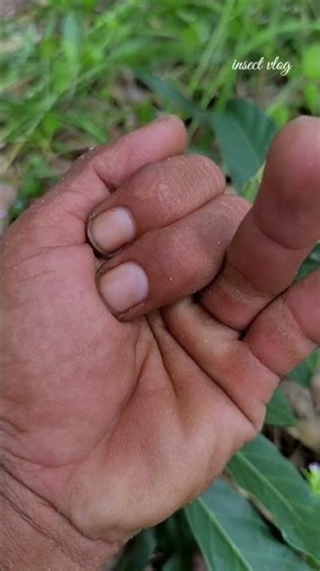 orange and cute#insects#bug#nature#cute