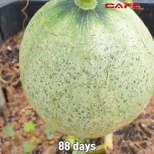Growing cantaloupe from eaten seeds | Nancy Blaq