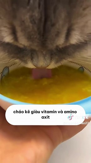6 Quy Tắc Tuyệt Đối Nuôi Mèo Đúng Cách