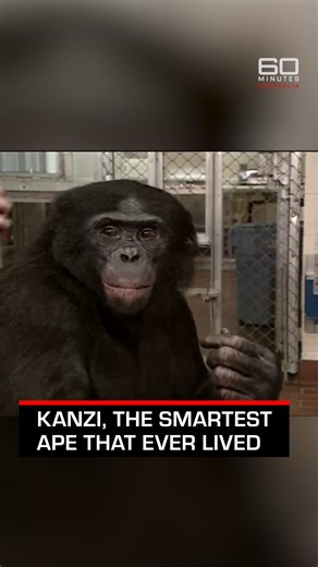 455K views · 13K reactions | Kanzi, the famous male bonobo, stunned...