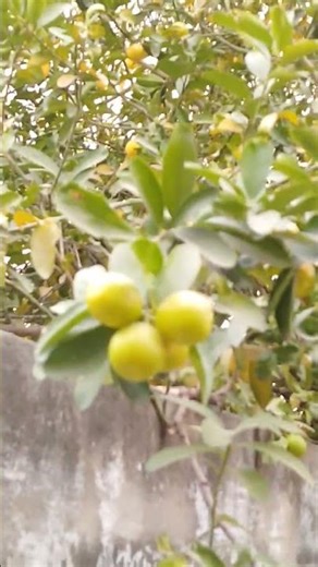 gxvhxvgxf♥️♥️👇🍀🌱💚💚🤩🩷🥰🥰🍁🍁♥️♥️♥️♥️