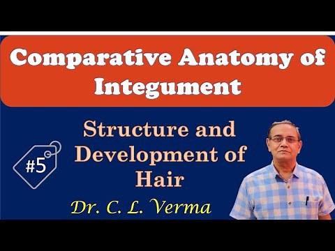 Structure and Development of Hair