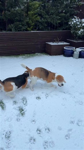 It only lasted a couple of days but it’s clear they enjoyed it 🤣 I love letting them into the garden and watching them zoom around! | Beagle brothers, Stanley and Ollie.