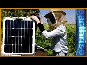 Fighting insectageddon: Why bugs matter - earthrise