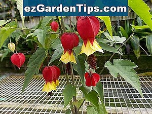Abutilon Care 🌱 Tips Jardineros - Es.ezGardenTips.com