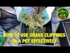 How to use Grass Clippings Effectively in Potting Plants apart from making Compost.