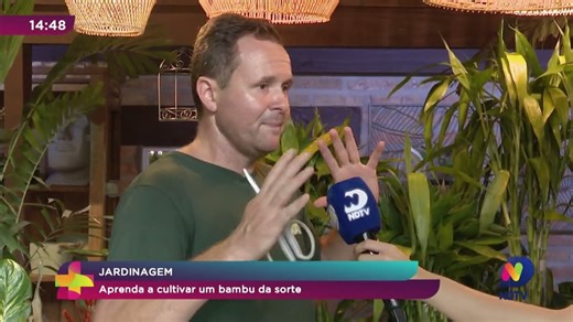 Aprenda a cultivar um bambu da sorte