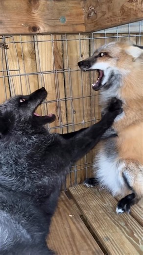 Pawsitive Beginnings Inc on Instagram: "Isla can never leave well enough alone 😂 . . . Pawsitive Beginnings is a FWC/USDA licensed and insured 501(c)(3) nonprofit sanctuary that provides a safe, permanent home for foxes from U.S. fur farms and the pet trade. Since these foxes were born and raised in captivity, releasing them into the wild would be both unsafe and illegal. Here, they enjoy spacious enclosures and indoor/outdoor areas where they can escape the South Florida heat. To learn more ab