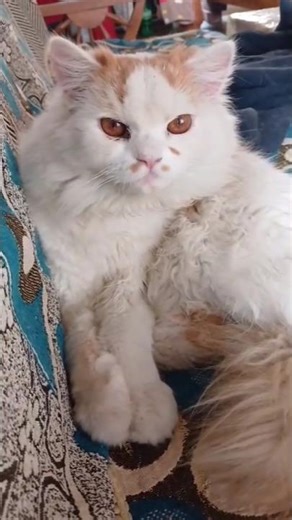 I disturb my cat🙂 #cute #cat #ytshorts #shorts #shortvideo