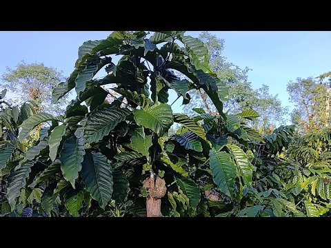 The simplest coffee grafting method you need to know.