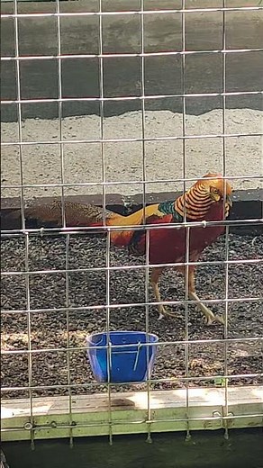 Golden Pheasant Calling Sound