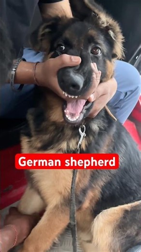 German shepherd dogs | #germanshepherd #germanshepherddog #gsd