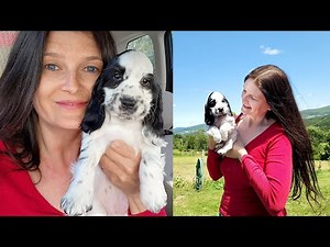 We got a NEW PUPPY 🐶 English Cocker Spaniel Dog 🎈