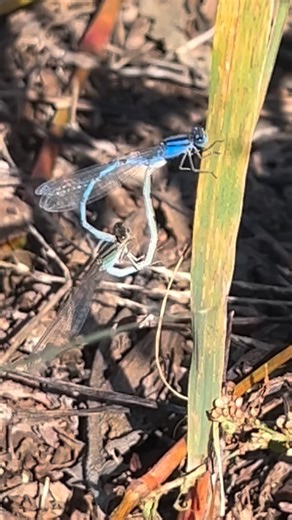 Dragonflies and damselflies are commonly seen mating and egg laying in the summer months ☀️ but did you know that they will also mate in the fall? 🍁 Today we observed vibrant displays of tandem flight, ovipositing, and “heart wheels” 🫶 at the KWE pond. Odonata eggs and larvae regularly overwinter ❄️ in Kansas ponds and streams. Development resumes in the warmer months once water temperatures have risen. #odonata #cozyvibes #kansaswildlife | Kansas Wildlife Exhibit
